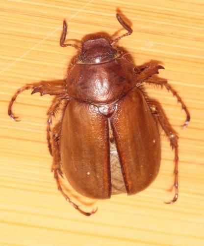 Melolonthinae